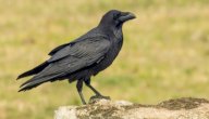 صورة مقال ما هي صفات الغراب
