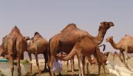 صورة مقال ماذا يسمى صغير الجمل