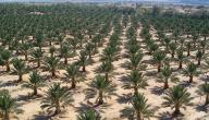 صورة مقال طريقة زراعة فسائل النخيل