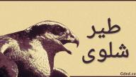 صورة مقال ما هو طير الشلوى