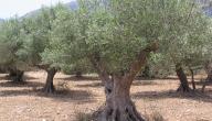 صورة مقال فوائد شجرة الزيتون