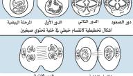 صورة مقال مراحل انقسام الخلية