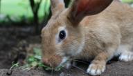 صورة مقال مراحل نمو الأرنب