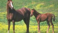 صورة مقال تكاثر الخيول