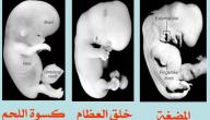 صورة مقال مراحل تكوين الجنين في القرآن