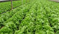 صورة مقال طريقة زراعة الخس