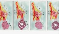 صورة مقال مراحل تطور سرطان الثدي