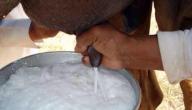 صورة مقال فوائد لبن الإبل للكبد