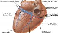 صورة مقال أهمية القلب في جسم الإنسان