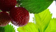صورة مقال فوائد أوراق الفراولة