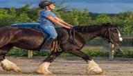 صورة مقال ركوب الخيل
