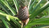صورة مقال كيف يزرع الأناناس