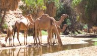 صورة مقال أين يخزن الجمل الماء