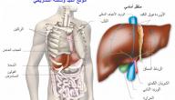 صورة مقال أين يوجد الكبد فى جسم الإنسان