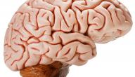 صورة مقال ضمور المخ عند الكبار