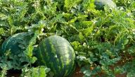 صورة مقال كيف يزرع البطيخ