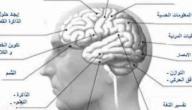 صورة مقال ضمور المخ وأسبابه