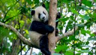 صورة مقال أين يعيش الباندا
