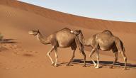 صورة مقال أين يعيش الجمل