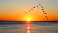 صورة مقال بحث عن هجرة الطيور