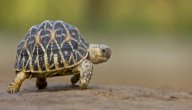 صورة مقال كيف تعرف عمر السلحفاة