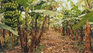 صورة مقال كيف تزرع الموز