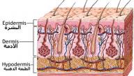 كم عدد طبقات جلد الإنسان