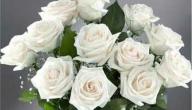 صورة مقال على ماذا يدل الورد الأبيض