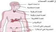 صورة مقال أين توجد الغدد في جسم الإنسان