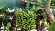 صورة مقال أين يزرع الموز