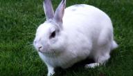 صورة مقال أمراض الأرانب وكيفية علاجها