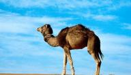 صورة مقال كيف خلق الله الإبل
