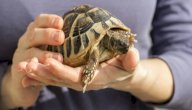 صورة مقال كيف أربي سلحفاة