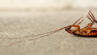 صورة مقال كيفية القضاء على الصراصير الصغيرة