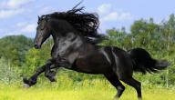 صورة مقال أين توجد أفضل الخيول العربية