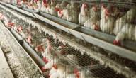 صورة مقال كيف تنشئ مزرعة دواجن