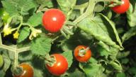 صورة مقال كيف يتم زراعة الطماطم