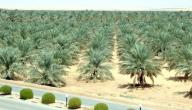 صورة مقال كيف يتم زراعة النخيل