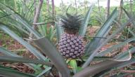 صورة مقال كيف تزرع شجرة الأناناس