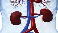 صورة مقال أسباب ضعف وظائف الكلى