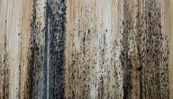 طريقة التخلص من العفن على الخشب
