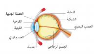 صورة مقال بحث حول العين