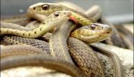 صورة مقال من أنواع الأفاعي