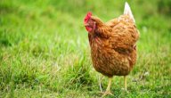 صورة مقال أنواع الدجاج في العالم