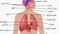 صورة مقال بحث حول الجهاز التنفسي