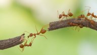 صورة مقال بحث عن الحشرات النافعة مثل النمل