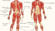 صورة مقال أنواع العضلات