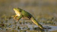 معلومات عن الضفدع
