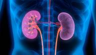 صورة مقال أنواع أمراض الكلى