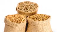 صورة مقال الفرق بين القمح والشعير